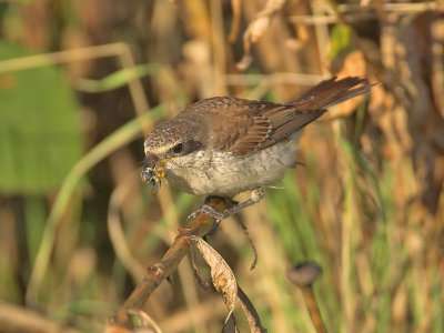 Red-backed Shrike Fife Ness 28th September 2006