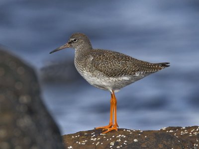 Redshank Fife Ness 4th September 2006