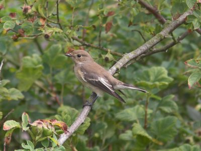 Pied Flycatcher Balcomie 20th August 2006