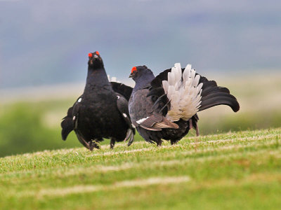 Black Grouse 16th June 2006