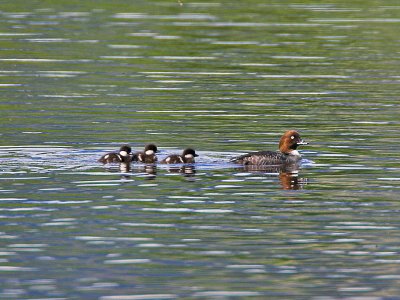 Goldeneye duck with brood June 2006