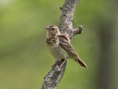 Tree Pipit Loch Lomond June 2006