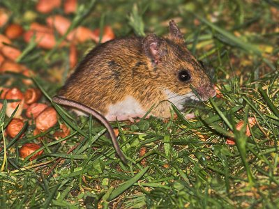 WOOD MOUSE