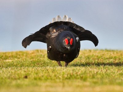 Black Grouse May 2006