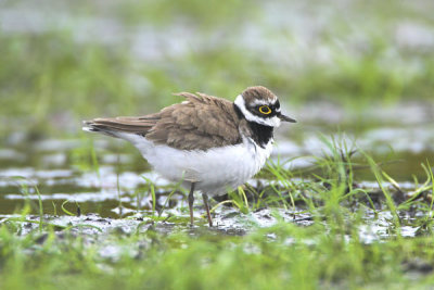 Little Ringed Plover Carbarns 17th May 2006