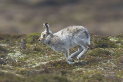 Mountain Hare Orkney May 2006