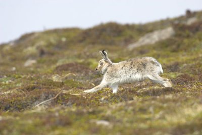 Mountain Hare  Orkney May 2006