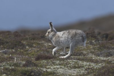 Mountain Hare  Orkney May 2006