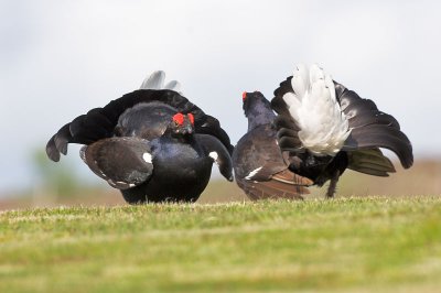 Black Grouse May 2006