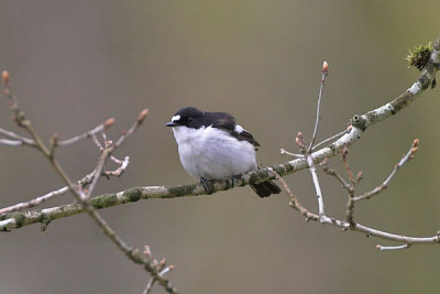 Pied Flycatcher male Pass of Leny April 2006