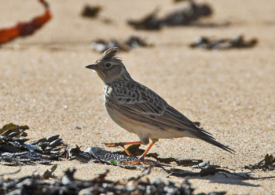 Sky Lark Elie 2nd March 2006