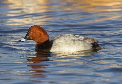 Pochard Hogganfield Loch 17th February 2006