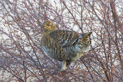 Greyhen Perthshire 4th February 2006