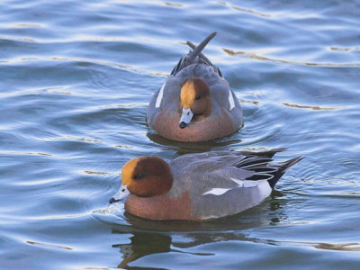 Wigeon drakes Caerlaverock December 2005