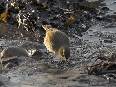 Water Pipit Musselburgh 16th January 2007