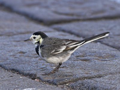 Pied Wagtail female Dunbar Harbour 16th January 2007
