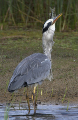 Grey Heron Loch Leven 2nd October 2005