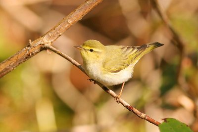 Wood Warbler Pass of Leny 8th May 2005