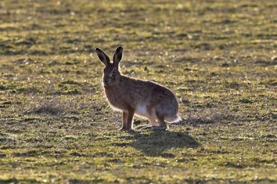 Brown Hare Islay March 2006