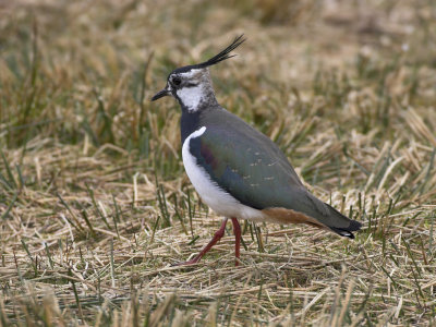 Lapwing Islay March 2006