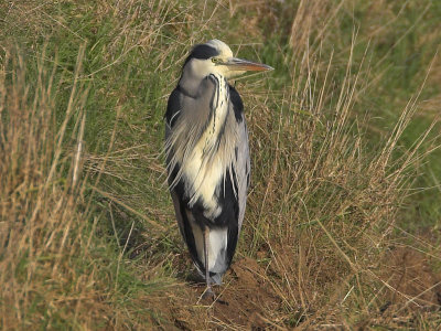 Grey Heron Crail 27th January 2007