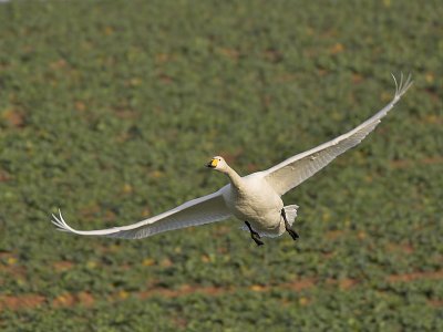 Whooper Swan Eden Estuary 30th January 2007