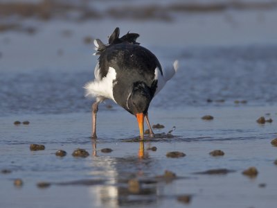 Oystercatcher Eden Estuary 2nd February 2007