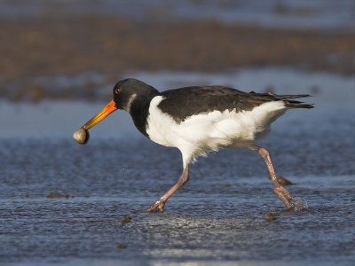 Oystercatcher Eden Estuary 2nd February 2007