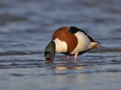 Shelduck Eden Estuary 6th February 2007