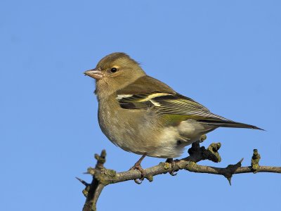 Chaffinch female nr Carnbree 7th February 2007