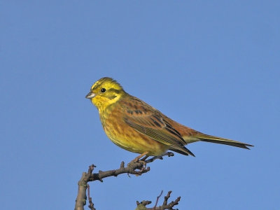 Yellowhammer nr Crail 13th February 2007