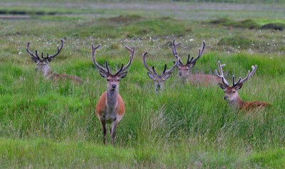 Red Deer stags in velvet Inchnadamph June 2004