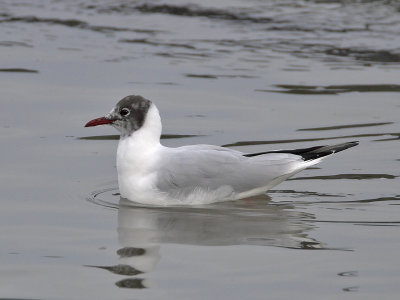 Black-headed Gull coming in to breeding plumage St Andrews Bay 16th February 2007