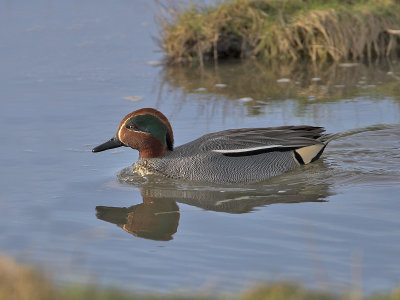Teal drake FBC Hide Edenside 20th February 2007