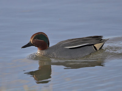 Teal drake FBC Hide Edenside 20th February 2007