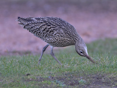 Curlew Shell Bay 23rd February 2007