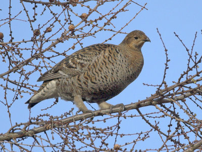Greyhen Perthshire 26th February 2007