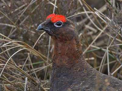 Red Grouse Perthshire 26th February 2007