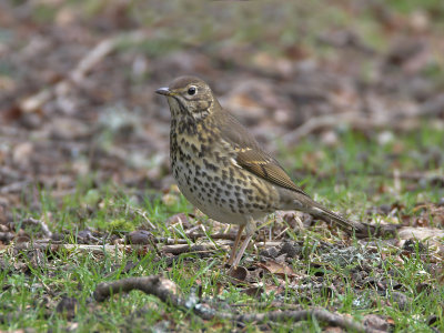 Song Thrush Scone Palace 26th February 2007