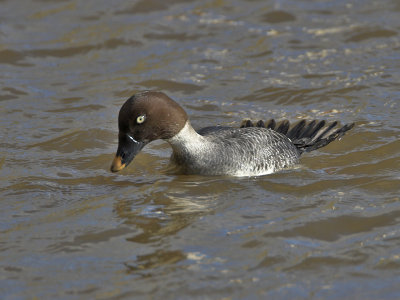 Goldeneye about to dive Leven mouth 1st March 2007
