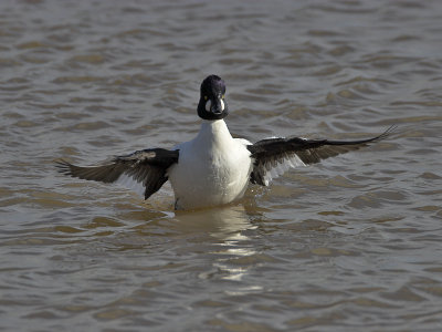 Goldeneye drake Leven mouth 1st March 2007