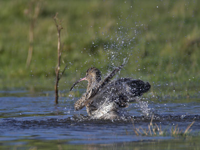 Curlew bathing Lower Largo 1st March 2007