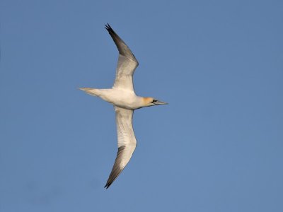 Gannet Fife Ness 9th March 2007