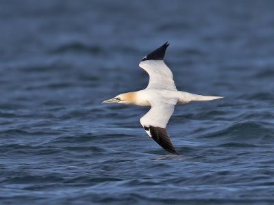 Gannet Fife Ness 9th March 2007