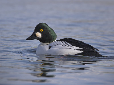 Goldeneye Gaddon Loch 12th February 2007