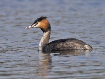 Great Crested Grebe Birnie Loch 12th March 2007