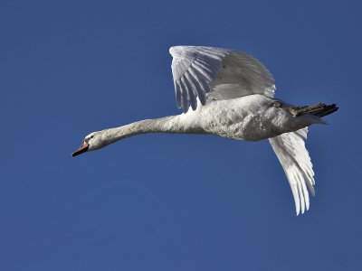 Mute Swan Guardbridge 15th March 2007