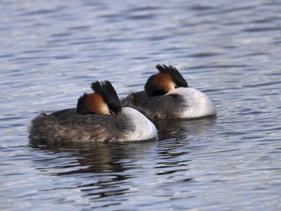 Great Crested Grebe Kilconquhar Loch 18th March 2007