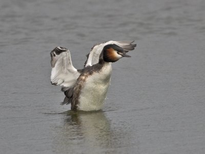 Great Crested Grebe Kilconquhar Loch 18th March 2007