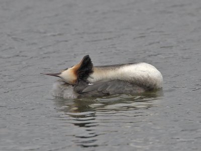 Great Crested Grebe Kilconquhar Loch 18th March 2007